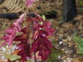 Bright pink oak leaves on young oak tree in autumn