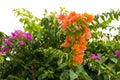 Bright pink and orange Bougainvillea flowers. Royalty Free Stock Photo