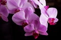 Bright pink orchids on a black background. Beautiful pink and white orchids isolated on a black background. Phalaenopsis. Colorful Royalty Free Stock Photo