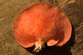 Bright Pink Oyster Mushroom Pleurotus djamor edible gourmet fungi Royalty Free Stock Photo