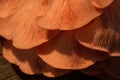 Bright Pink Oyster Mushroom Pleurotus djamor edible gourmet fungi
