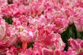 Bright pink parrot tulip flowers in park, garden Royalty Free Stock Photo