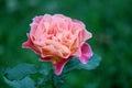 Bright pink and peach rose with petals opened to the summer sunshine in backyard garden