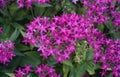 Bright pink Pentas flower blooming in spring