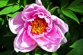 Bright pink peony flower, close up detail, soft green blurry leaves Royalty Free Stock Photo
