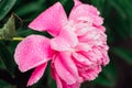 Bright pink peony with rain drops on the petals Royalty Free Stock Photo