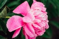 Bright pink peony with rain drops on the petals Royalty Free Stock Photo