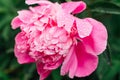 Bright pink peony with rain drops on the petals Royalty Free Stock Photo