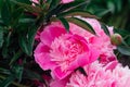 Bright pink peony with rain drops on the petals. Royalty Free Stock Photo