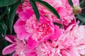 Bright pink peony with rain drops on the petals. Royalty Free Stock Photo