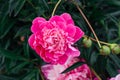 Bright pink peony with rain drops on the petals. Royalty Free Stock Photo