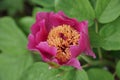 A bright pink Peony, with scientific name Paeonia Kavachensis