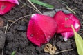 Petals fallen on the ground beneath their plants