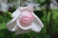 Light pink fragrant rose with petals beginning to open under warmth of sunny day and higher temperatures