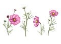 Bright pink petals of wildflowers. color illustration on white background