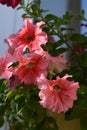 Bright pink petunia flowers in small garden on the balcony. Beautiful blooming plants in sunny day Royalty Free Stock Photo