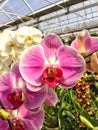 Bright Pink Phalaenopsis blossoms Royalty Free Stock Photo