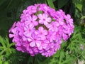 Bright Pink Phlox Flower