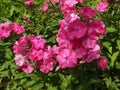 The bright pink phlox looks even brighter against the green foliage.