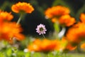 Bright pink pincushion flower in the sun surrounded by blurry orange colored pot marigold blossoms Royalty Free Stock Photo