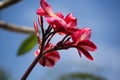 Bright pink plumeria or frangipani flowers wet from the rain Royalty Free Stock Photo