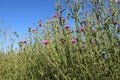 Bright pink prickly flowers in a thicket of wild green grass with thorns