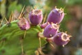Pink prickly pear fruit grows from a green cactus pad Royalty Free Stock Photo