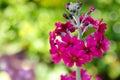 Bright Pink Primrose