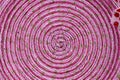 Bright pink psychedelic circle, top view close-up, copy space