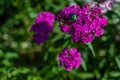 Bright pink purple carnation flowers heart form with large green rose chafer, Cetonia aurata, beetle