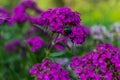 Bright pink purple carnation flowers with large green rose chafer, Cetonia aurata, beetle in flower bed