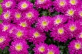 Bright pink purple chrysanthemum daisy aster flower, close-up background texture. Lots of pink flowers chrysanthemums Royalty Free Stock Photo