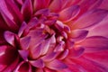 Pink Dahlia flower with close up macro view Royalty Free Stock Photo