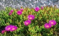 Bright pink-purple flowers of succulent perennial plant of Carpobrotus acinaciformis Royalty Free Stock Photo