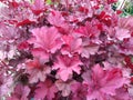 Heuchera `Indian Summer Coralberry`