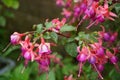 Bright pink purple fuchsia Autumnale flowers on tree with water drops after rain Royalty Free Stock Photo