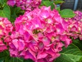 Bright pink purple hydrangea flowers macro close up Royalty Free Stock Photo