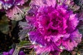 Bright pink, purple ornamental kale flower in bloom Royalty Free Stock Photo