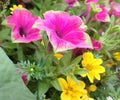 Purplish pink petunia summer flowers in full bloom, & yellow small flowers Royalty Free Stock Photo