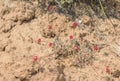 Bright Pink-Red Cushion Buckwheat Eriogonum ovalifolium Wildflowers In Desert