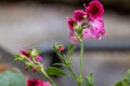 a bright pink and red geranium plant Royalty Free Stock Photo