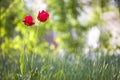 Bright pink red tulip flowers blooming on high stem on blurred green copy space background. Beauty and harmony of nature concept Royalty Free Stock Photo