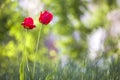 Bright pink red tulip flowers blooming on high stem on blurred green copy space background. Beauty and harmony of nature concept Royalty Free Stock Photo
