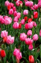 Bright pink and red tulips in full bloom close up at Emirgan Park in Istanbul, Turkey Royalty Free Stock Photo