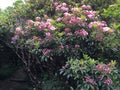 Bright pink rhodedendron