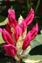 A bright pink rhododendron flower buds Royalty Free Stock Photo