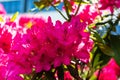 Bright pink rhododendron flowers in the morning sun. In the school park. A dark brown spot on the upper petal. Horizontal photo Royalty Free Stock Photo