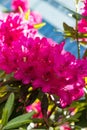 Bright pink rhododendron flowers in the morning sun. In the school park. A dark brown spot on the upper petal. Vertical photo Royalty Free Stock Photo