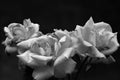 Bright pink rose bud close up on a dark background. Black and white shot of a rose Royalty Free Stock Photo