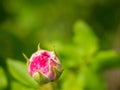 Bright Pink Rose Bulb blooming in the garden Royalty Free Stock Photo